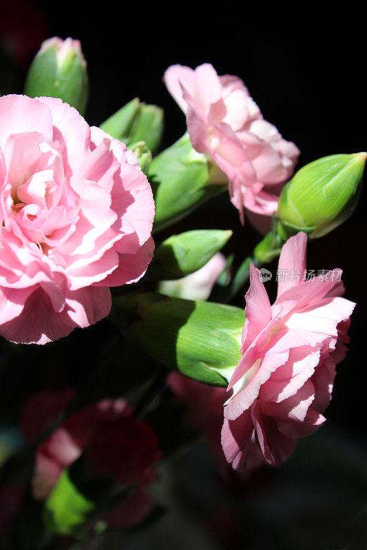 粉红色的康乃馨花朵/花蕾(石竹)，黑色背景